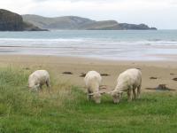 Albums/20060200-New Zealand 2006/20060313-Catlins/54